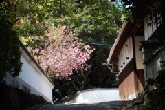 八重桜 ２