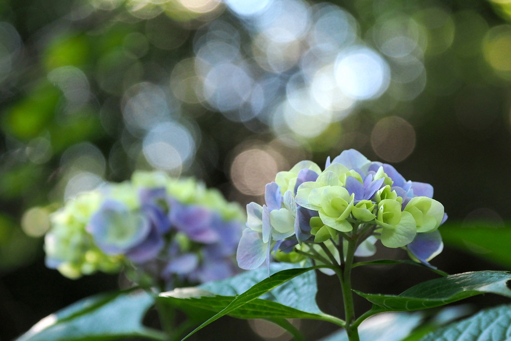 紫陽花 ２