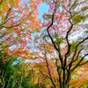 延命寺紅葉