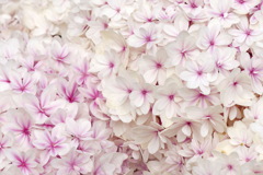 紫陽花