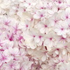 紫陽花