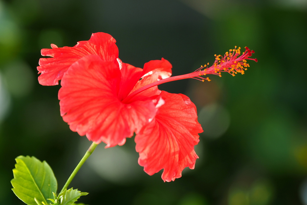 咲くやこの花館の花 １６