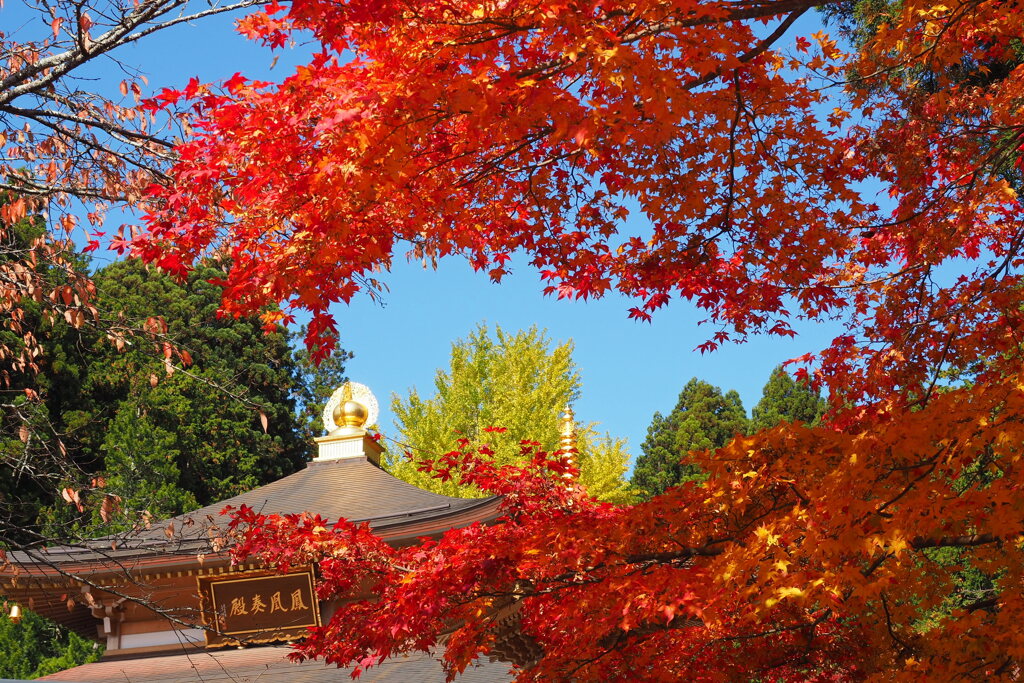 清浄心院の紅葉 ２