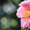 椿