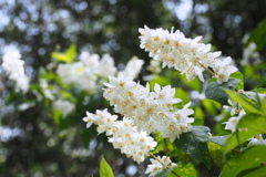 卯の花