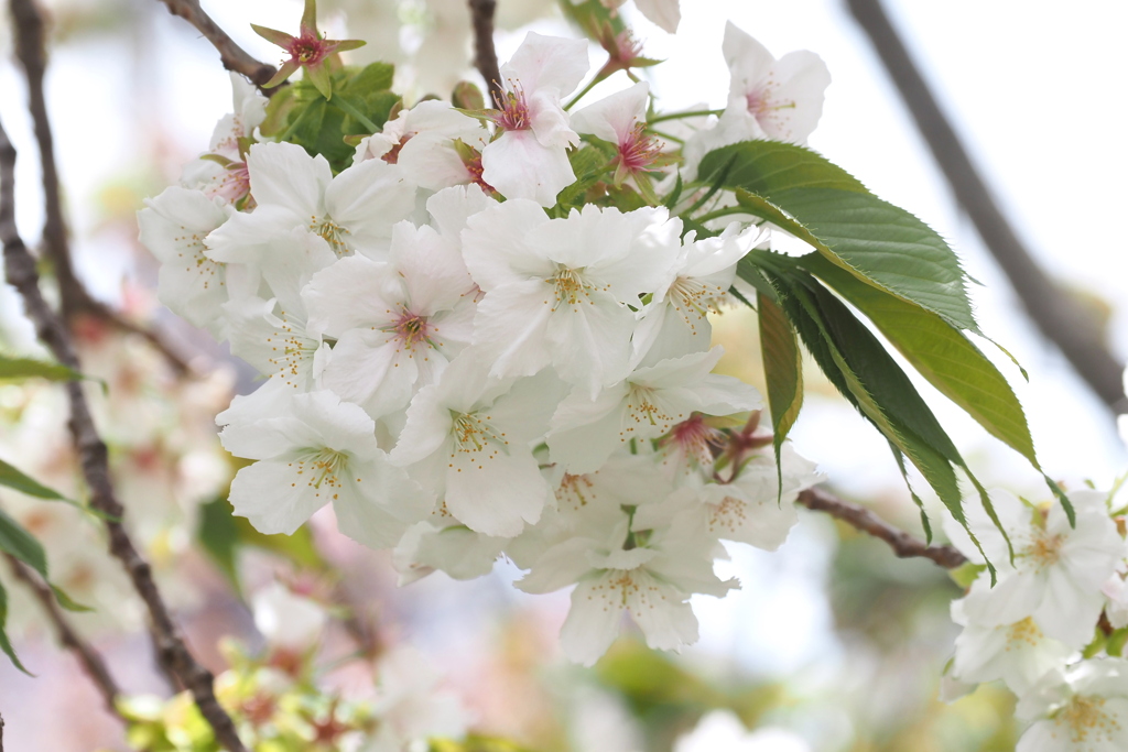 桜