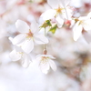 桜花