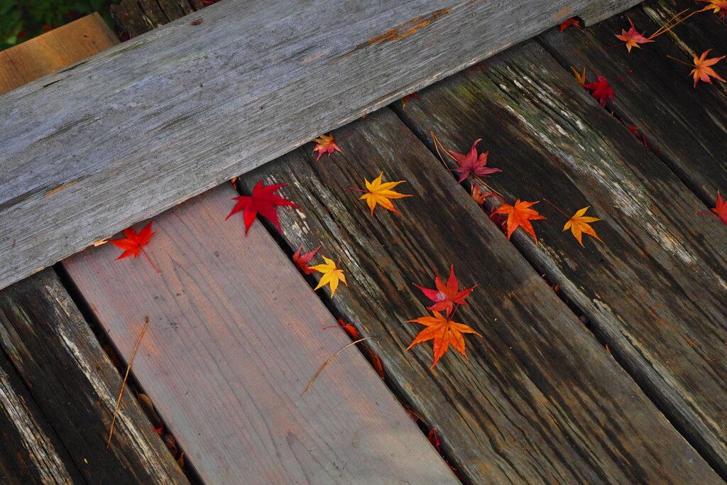 落紅葉