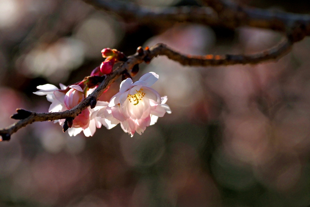 冬の桜
