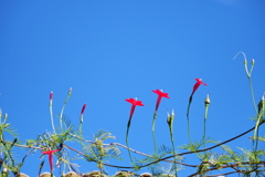 ルコウソウ ルコウソウ