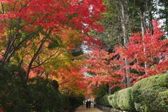 蛇腹道の紅葉（高野山）