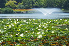 睡蓮池と噴水