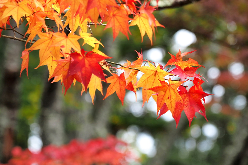 紅葉