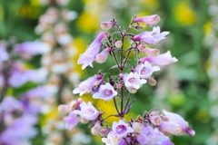 近所の花 １