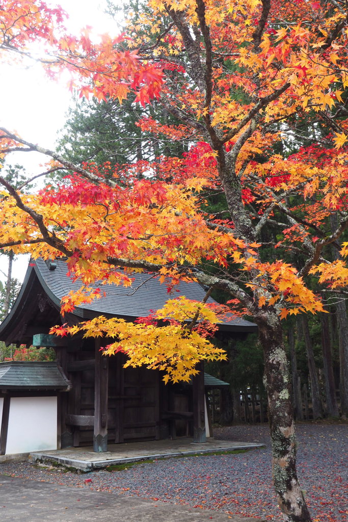 高野山の紅葉