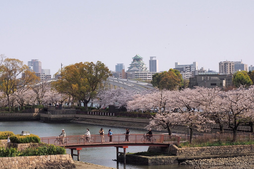 桜と大阪城