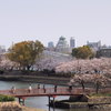 桜と大阪城