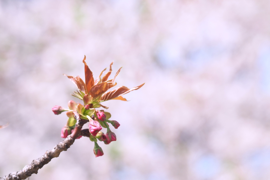 八重桜