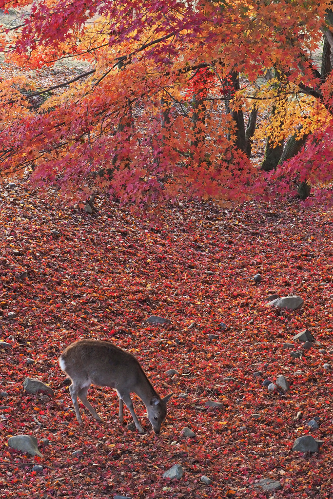 紅葉と鹿