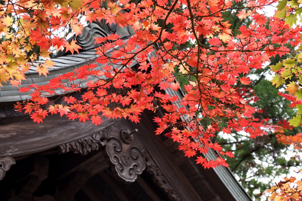 紅葉