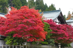 西南院紅葉（高野山）