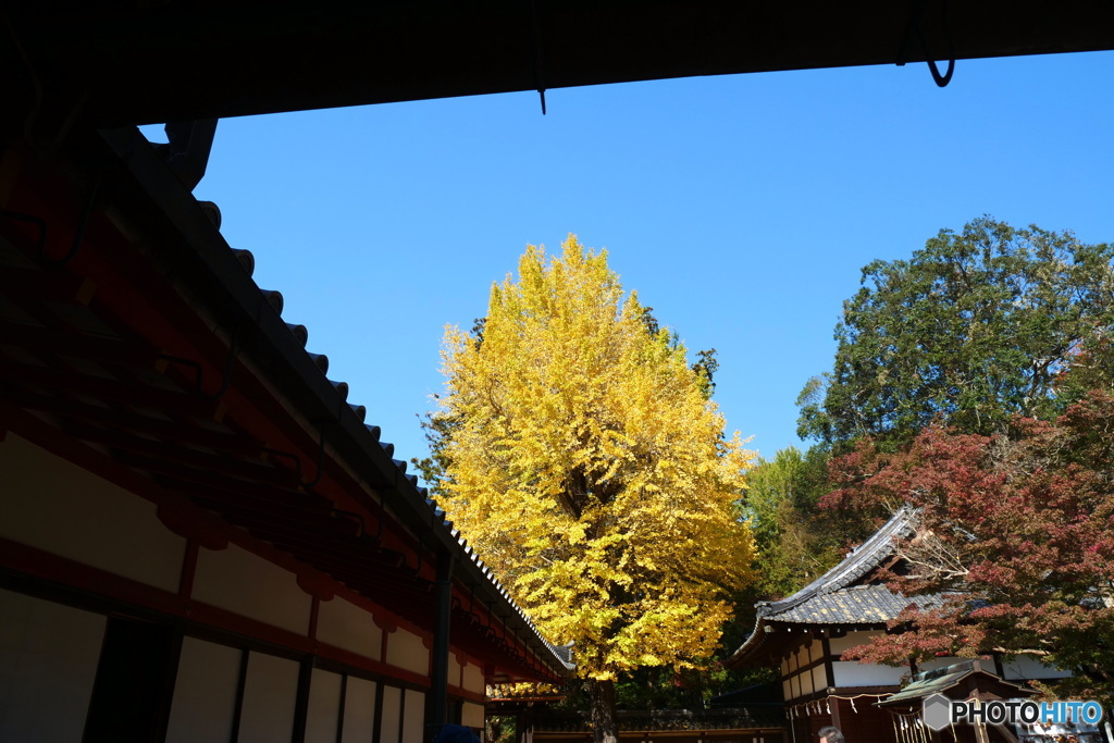 手向山八幡宮の銀杏