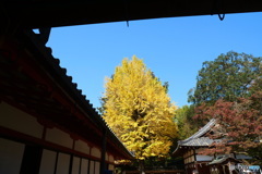 手向山八幡宮の銀杏