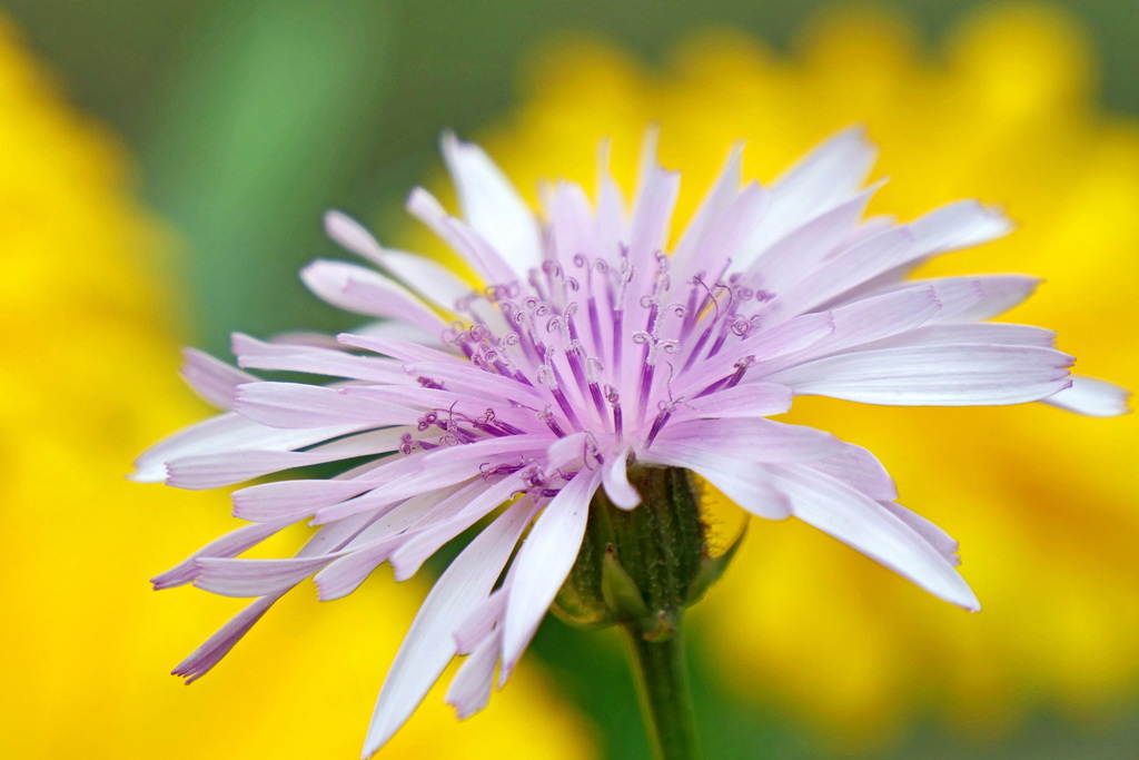 モモイロタンポポ