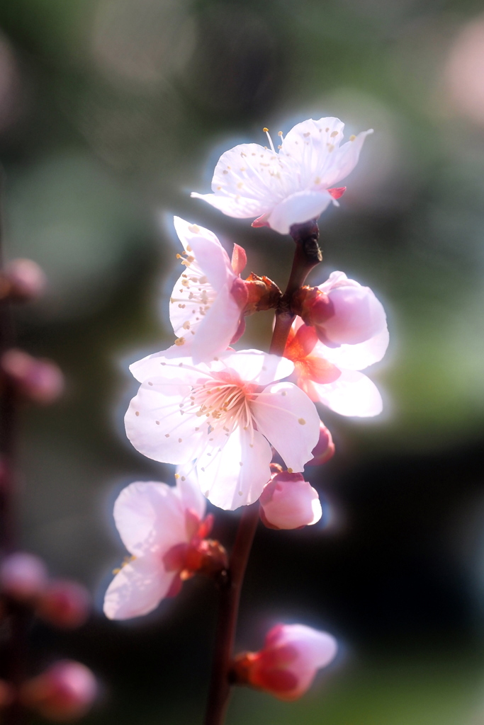 長居植物園梅園 ９