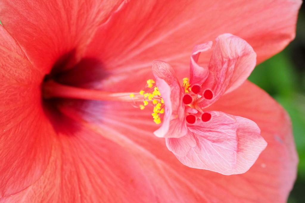 咲くやこの花館の花 １３