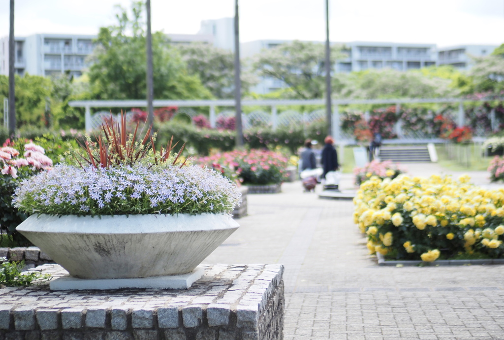 長居植物園バラ園