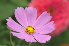 秋桜