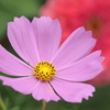 秋桜