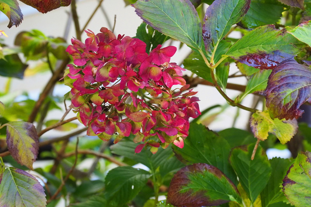 秋の紫陽花