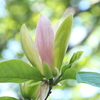 マグノリア １