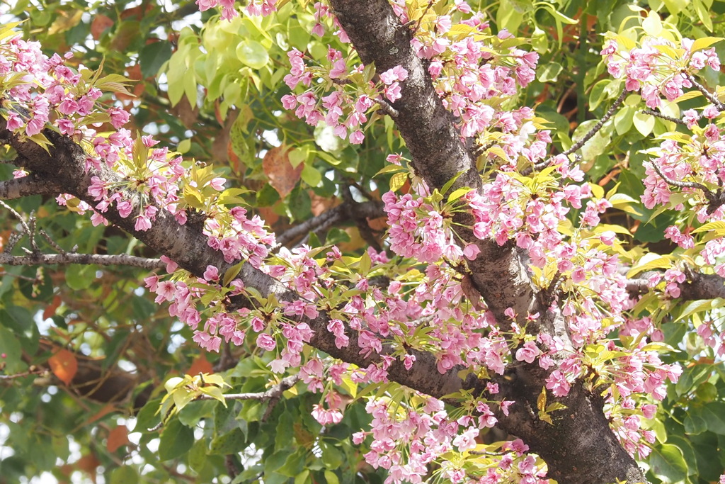 笹部桜