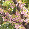 笹部桜
