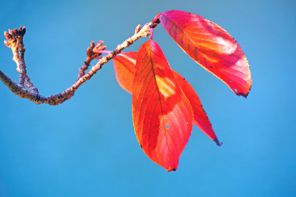 桜紅葉 ２