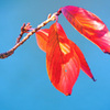 桜紅葉 ２