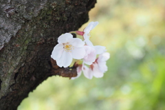 幹桜