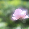 秋バラ（花の文化園） ３