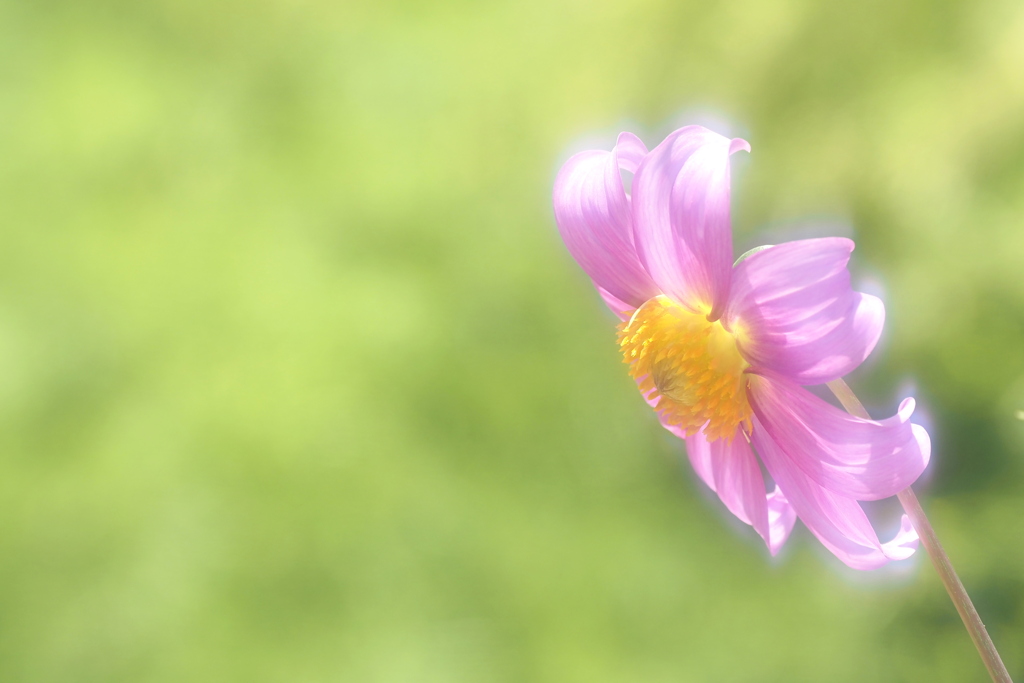 ダリア