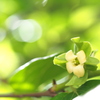 近所の花 １３