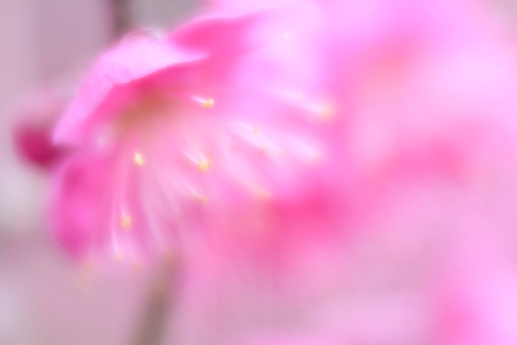 紅梅