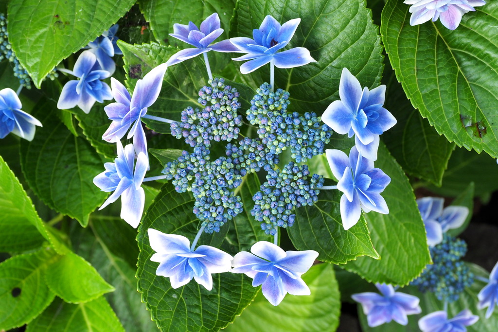 白縁の紫陽花３