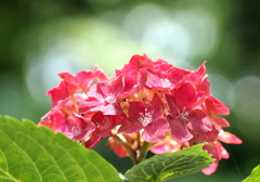 紫陽花