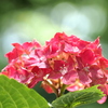 紫陽花