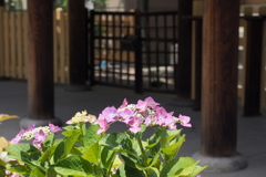 坐摩神社の紫陽花