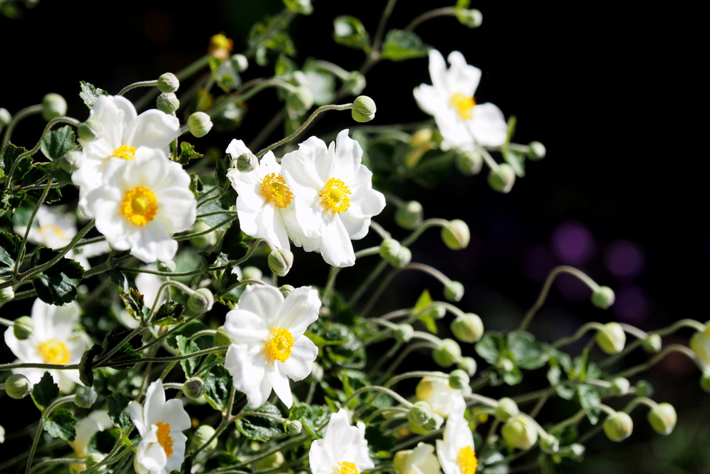 シュウメイギク