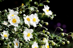 シュウメイギク シュウメイギク